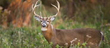 Department of Forestry, Wildlife and Enviromental Management