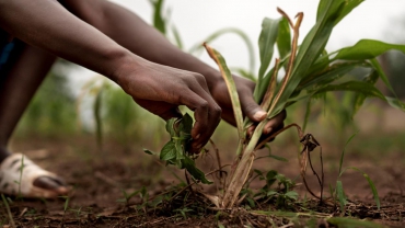B.Tech Crops, Soil and Pest management