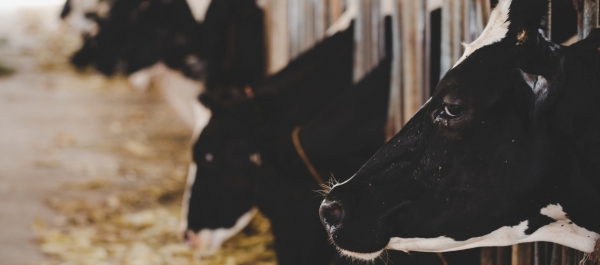 Department of Animal Production and Health