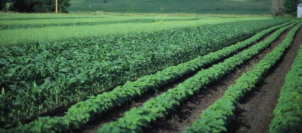 Department of Crop, Soil and Pest Management